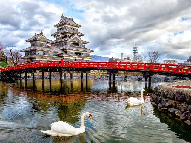 Swans in river with red bridge and traditional Japanese temple in background