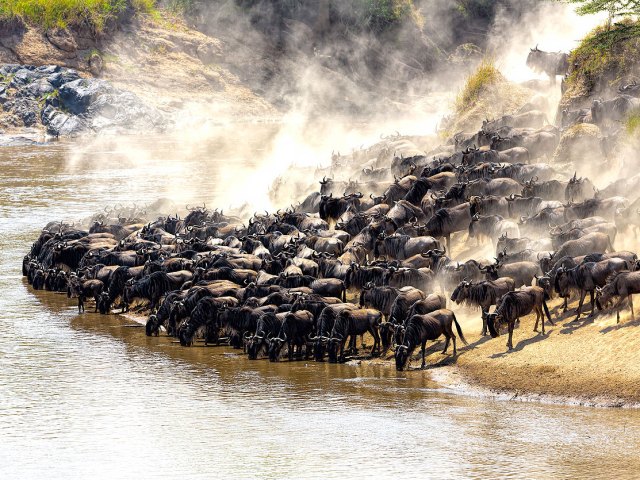Herd of wildebeest gathered at river in Kenya