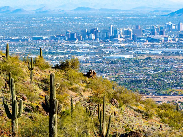 Cacti on hilltop overlooking Phoenix, Arizona, skyline