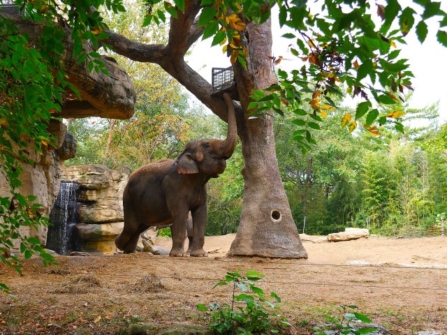 Elephant in exhibit at St. Louis Zoo