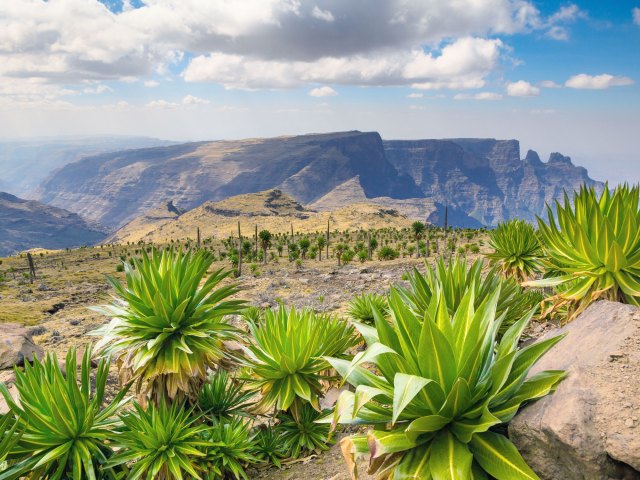 Foliage and landscape of Simien National Park in Ethiopia