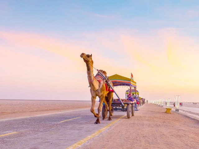 Camel pulling cart at Great Rann of Kutch, India