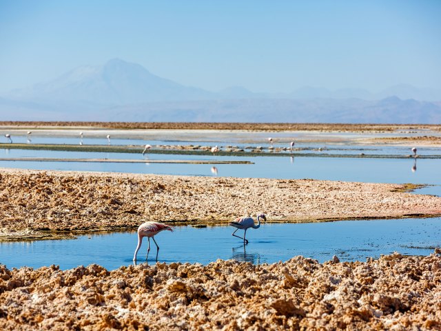 Flamingoes in water at Salar de Atacama, Chile