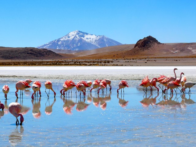 Flamingoes in water collected on Salar de Uyuni salt flat in Bolivia