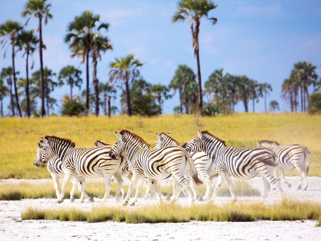Herd of zebras at Makgadikgadi Pans in Botswana