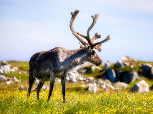 Close-up of reindeer in grassy field in Finland