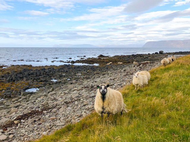 Sheep on the coastline of Iceland