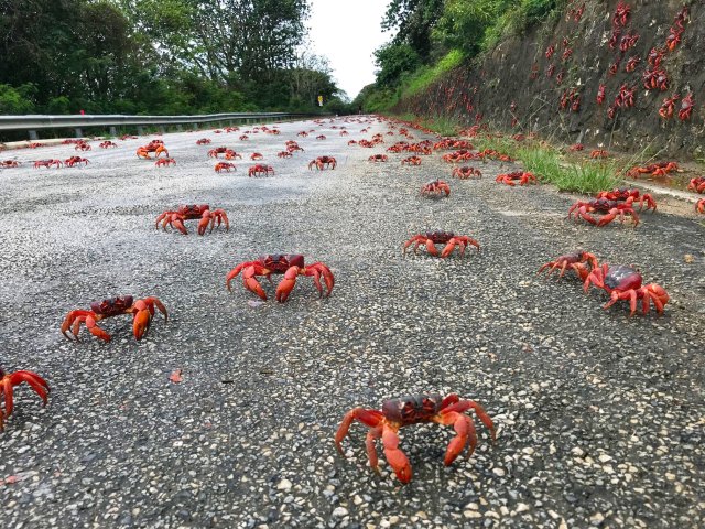 Red crabs migrating on roadway on Christmas Island
