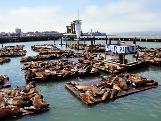 Sea lions resting on Pier 39 in San Francisco, California