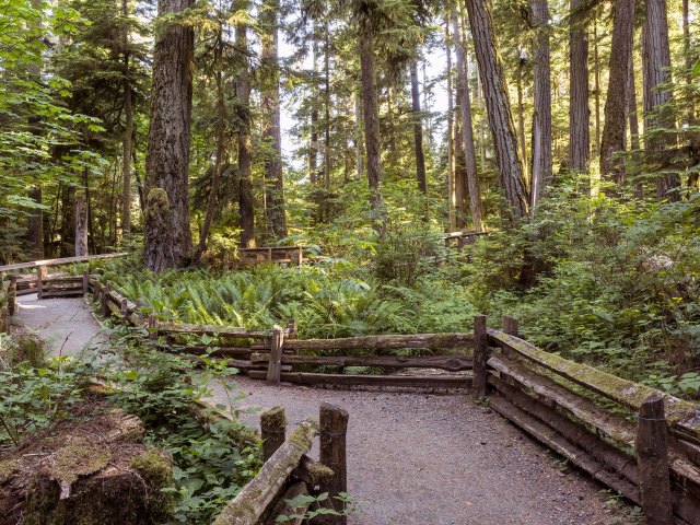 Forest pathway through Cathedral Grove, British Columbia
