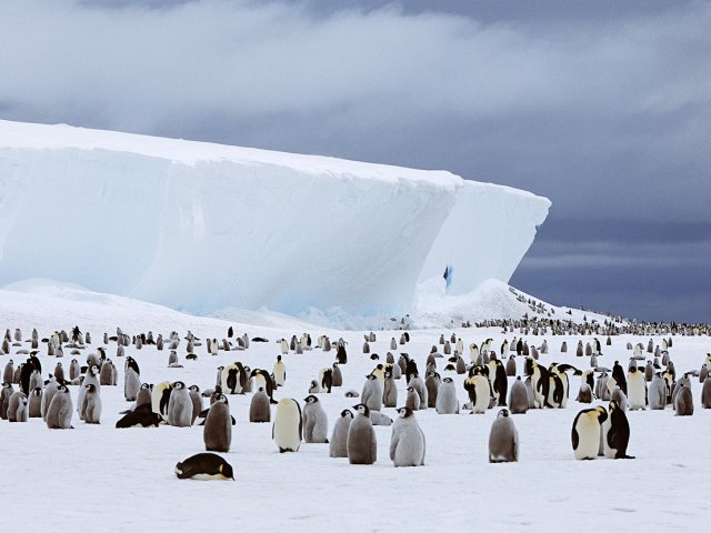 Emperor penguins gathered on ice in Antarctica