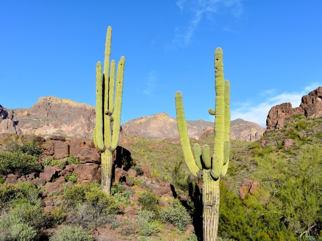 Cacti and desert mountains outside of Why, Arizona