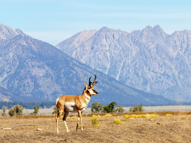 Pronghorn on field in Wyoming with mountains in background