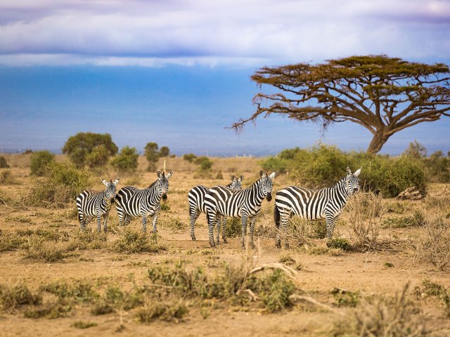 Herd of zebra in desert landscape of Botswana