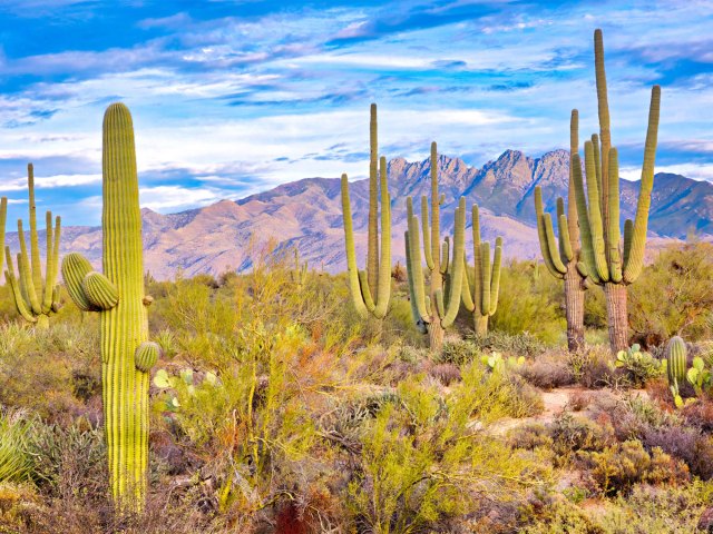 Cacti in the Sonoran Desert near Phoenix with mountains in background