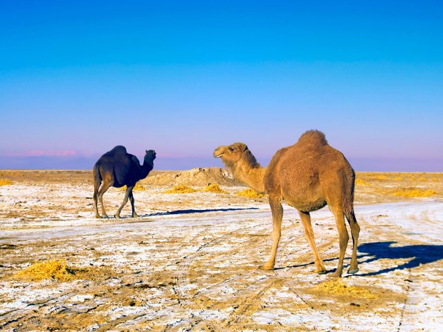 Camels walking on Namak Lake salt pan in Iran