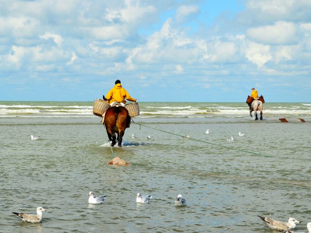 Men on horseback in coastal waters of Belgium fishing for shrimp
