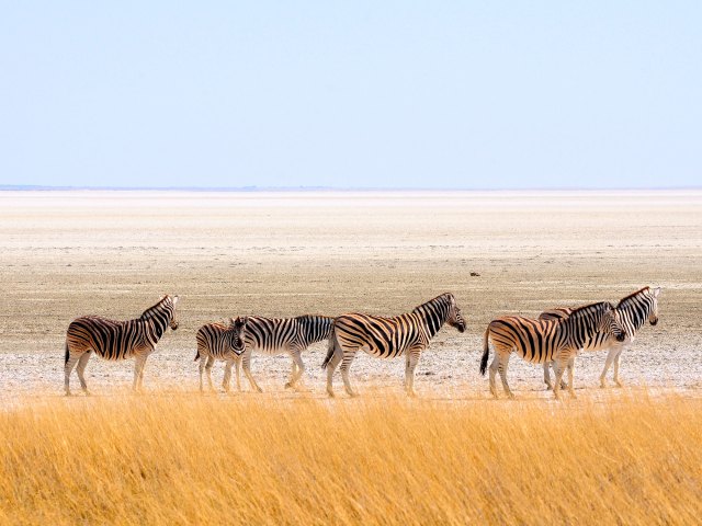 Zebras on Etosha Pan salt pan in Namibia