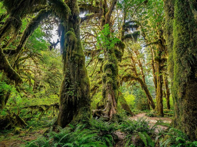 Image of the Hoh Rainforest in Washington