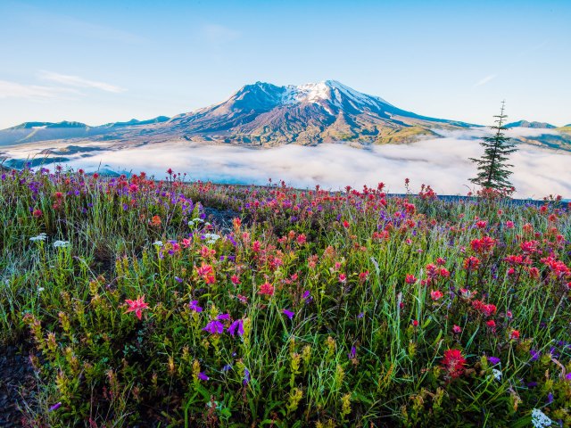 View of Mount St. Helens across flowers