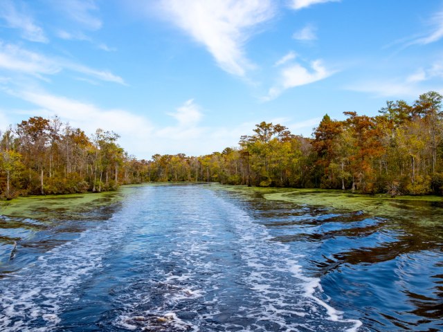 Open waters of the Great Dismal Swamp in North Carolina and Virginia