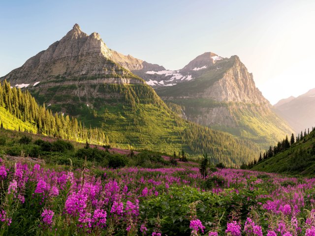 Mountains, glaciers, and blooming wildflowers in Montana's Glacier National Park