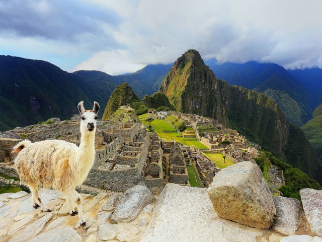 Image of a llama with Inca citadel of Machu Picchu in the background 