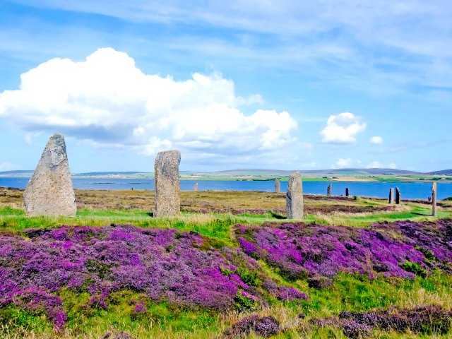 The Ring of Brodgar stone circle surrounded by blooming flowers on the Orkney Islands of Scotland