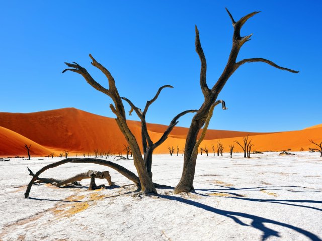 Twisted bare tree trunks on salt pan surrounded by sand dunes in Namib Naukluft National Park