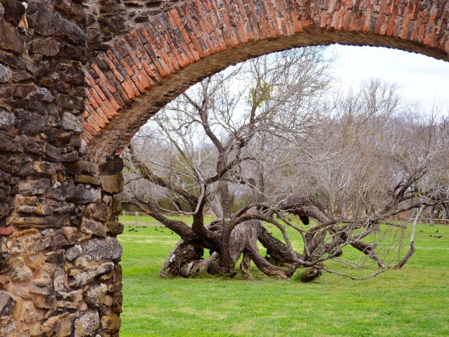 View of twisted tree trunk through stone archway in San Antonio, Texas