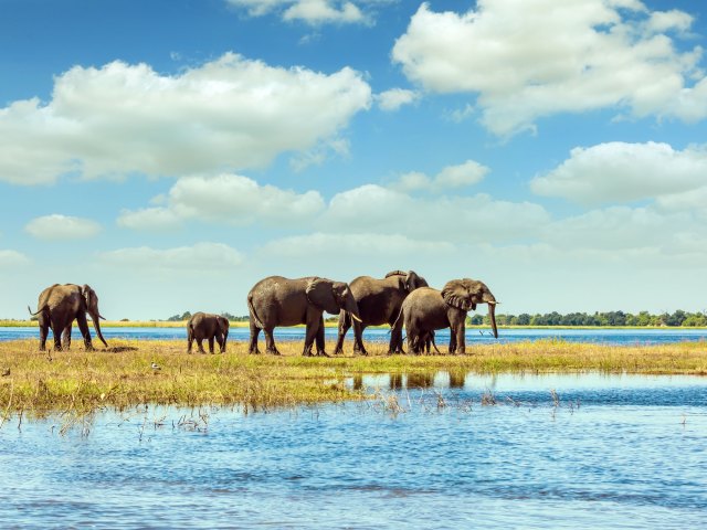 Elephants in the Okavango Delta of Botswana