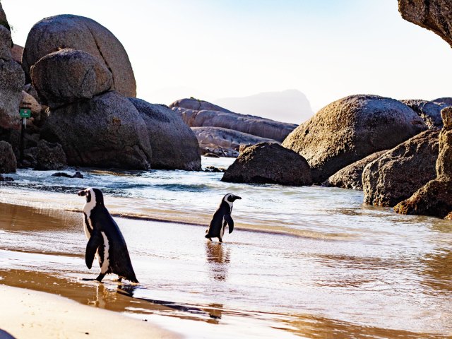 Pair of penguins walking on beach lined with boulders in South Africa