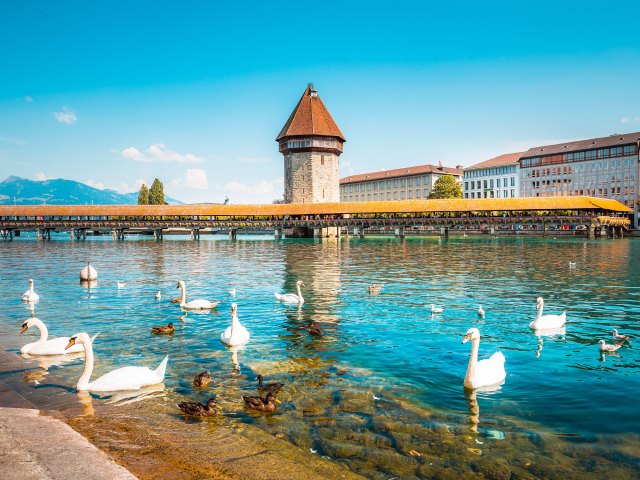 Swans in Reuss River with Kapellbrücke in background