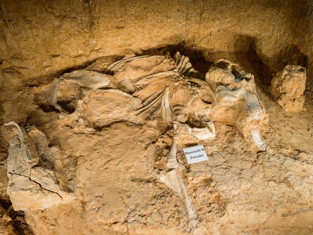 Partially buried fossils at Waco Mammoth National Monument in Texas