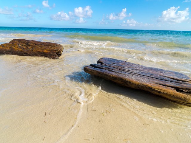Driftwood on beach in Panama