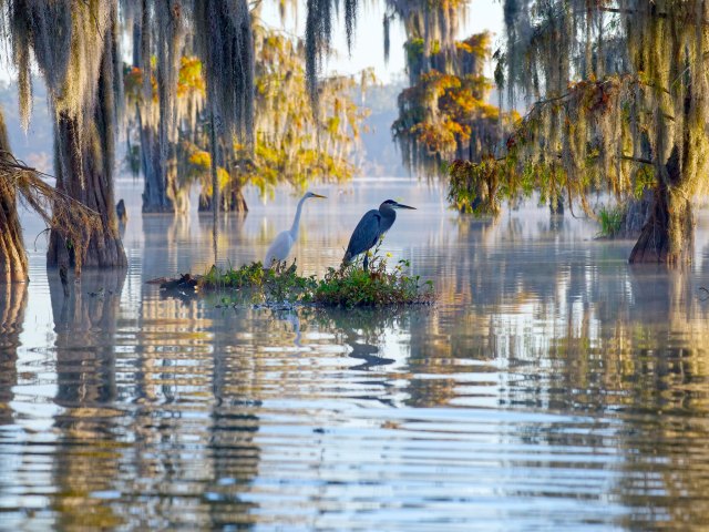 Cranes perched on foliage in the Atchafalaya Basin of Louisiana