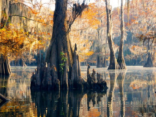 Cypress grove in Caddo Lake State Park in Texas