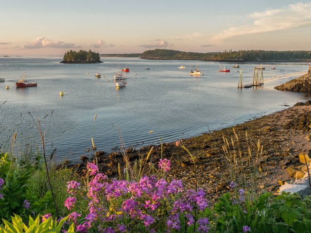 Flowers on beach and boats docked in bay along Maine's Bold Coast