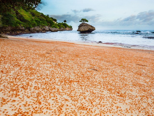 Thousands of red crabs migrating on beach on Christmas Island, Australia