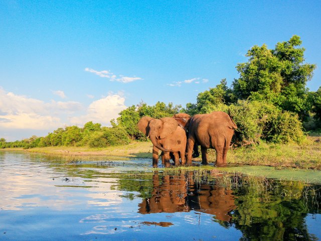 Pair of elephants wading in river in Kruger National Park