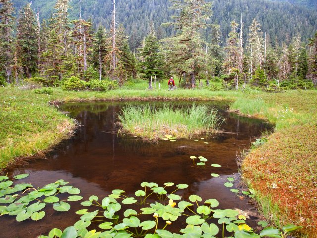 Pond surrounded by grass and forest at Alaska's Admiralty Island National Monument 
