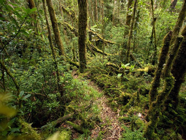 Dense rainforest of Papua New Guinea