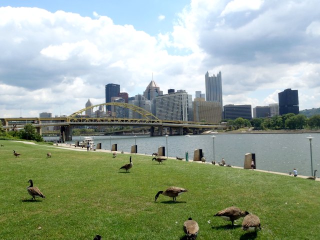 Geese grazing along riverfront in Pittsburgh, Pennsylvania 