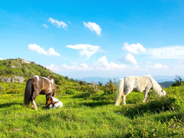 Ponies grazing in Grayson Highlands State Park in Virginia