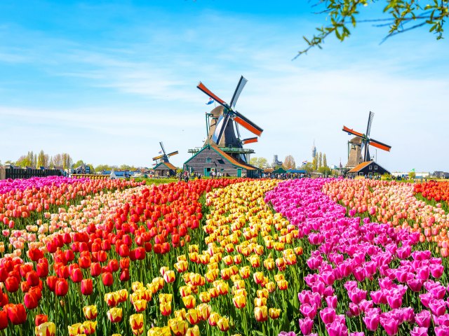 Fields of tulips and windmills in the Netherlands