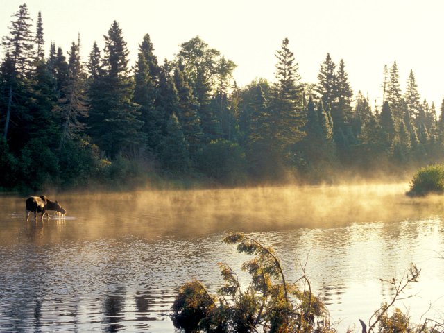 Moose wading in misty waters of Isle Royale, Michigan 