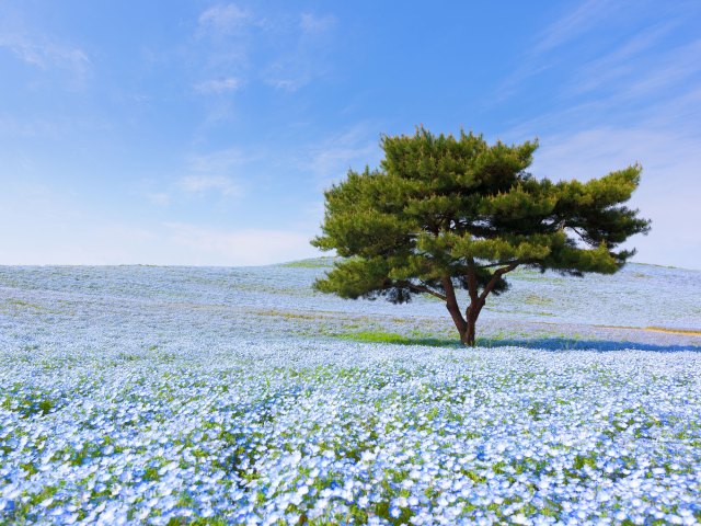 Sea of blue flowers in Hitachi Seaside Park, Japan