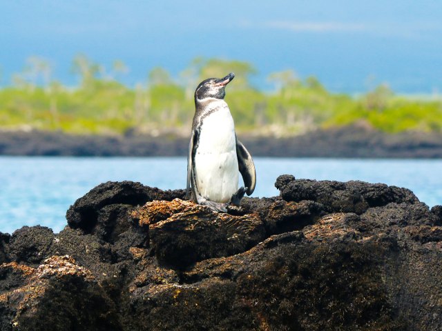 Galápagos penguin standing on rock overlooking the sea