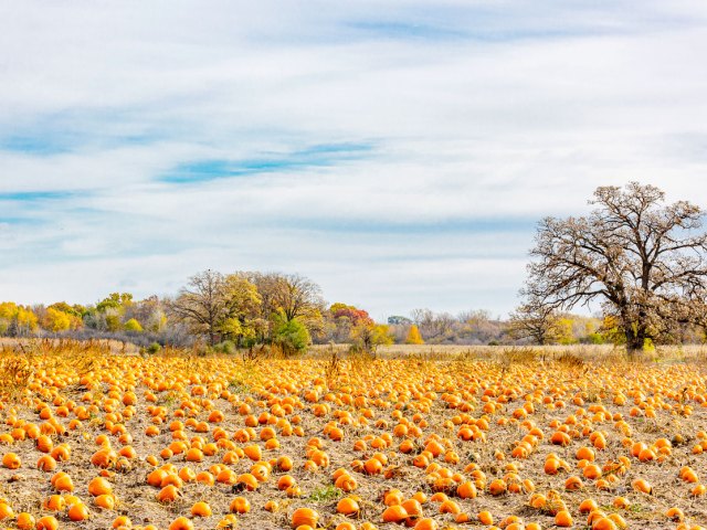 Field of pumpkins in Dixon, California