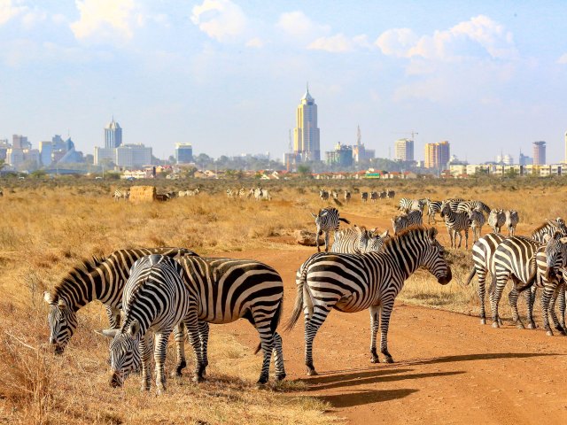 Zebras roaming in Kenya national park with city buildings in the distance